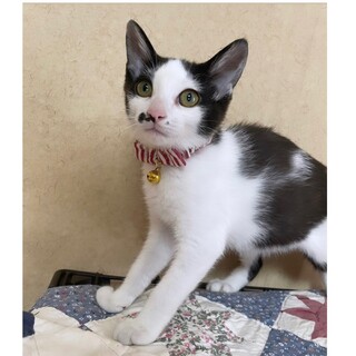 子猫のはなちゃん③