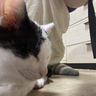 白黒のしっぽが短い女の子