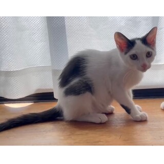 子猫のハンちゃん④