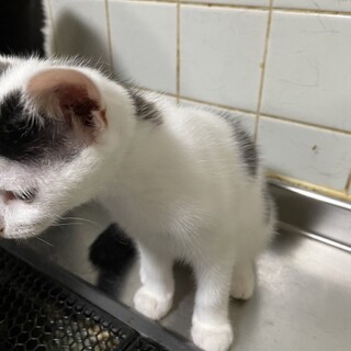 白黒の元気な女の子