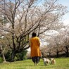 ケコたん