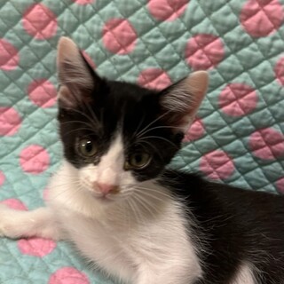 ハチワレのかまってほしい男の子