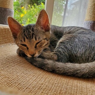 愛されキャラのゴマくん