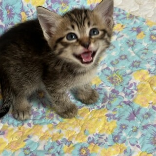 すりすりしてくる男の子