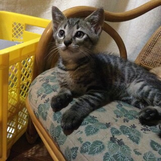 ブラナ(キジトラ♂)5/5生まれのイケメン男子♪