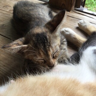 リン(麦わら♀) ５／７生まれの小さな女の子♪