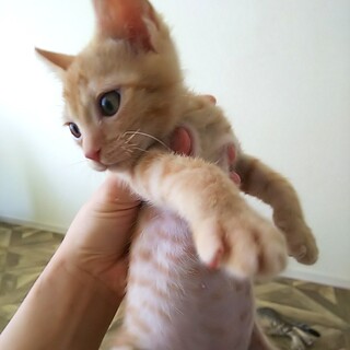 屋久島生まれ♡茶トラのジル君