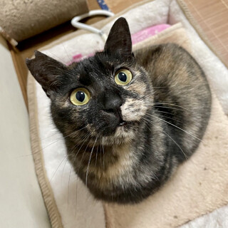 【7/16譲渡会】すずちゃん