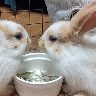 ホーランドロップの里親募集