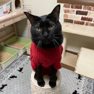 【7/16譲渡会】ハンデはスペシャルな印♬ハルくん