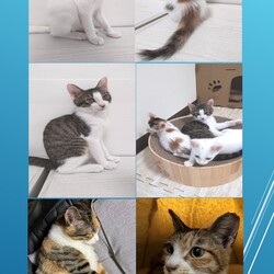 とだニャン保護猫里親会 サムネイル2