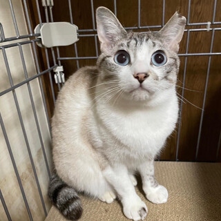 【7/16譲渡会】シロちゃん