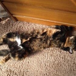 「ビーちゃんその後」サムネイル2