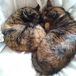 「ビーちゃんその後」サムネイル3