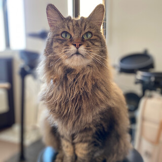 【7/16譲渡会】シニアっ子は愛しい♡ちよちゃん