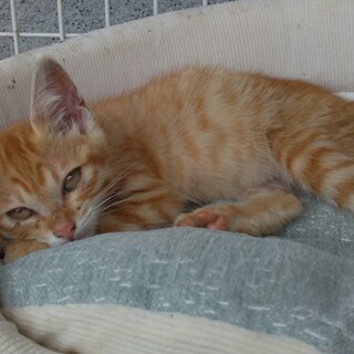 尻尾がくるりん、元気いっぱいの茶トラちゃんです。