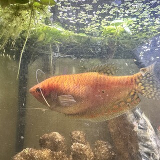 グラミー 10cm 1歳