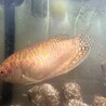 グラミー 10cm 1歳 サムネイル2