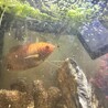 グラミー 10cm 1歳 サムネイル3