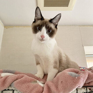 【お見合い歓迎】ビリーくん