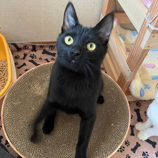 【お見合い予定あり】ルセラちゃん