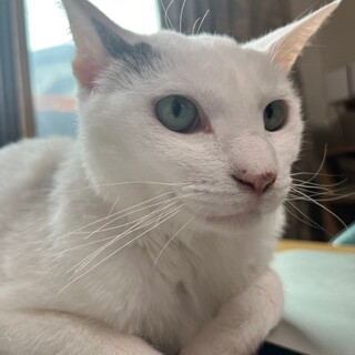 困り顔の「ばつ丸くん」【飛騨】