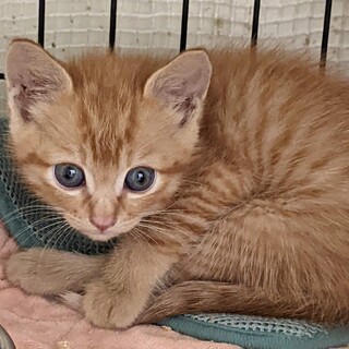 検討中 可愛い茶トラ男子」岡山県 - 猫の里親募集(462716