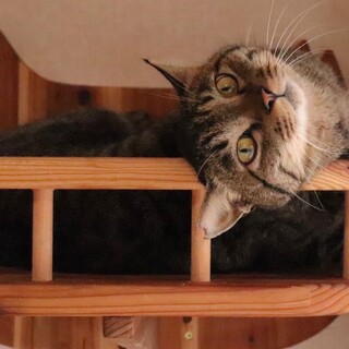 お返事できるつららくん【飛騨】