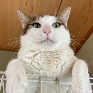 怖がりシャンクスくん【飛騨】