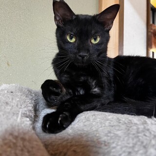 首元が白い鷲ヶ岳くん【飛騨】