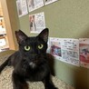 首元が白い鷲ヶ岳くん【飛騨】 サムネイル2