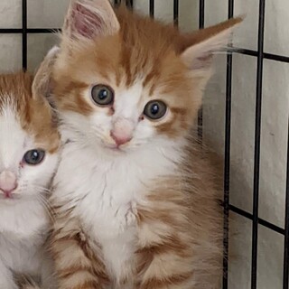 検討中　可愛い茶しろ男子❤️子猫つぶしろ