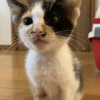 ４姉妹三毛猫♡寧々ちゃん♀４か月