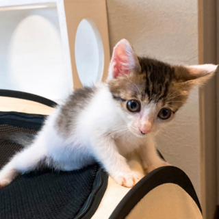  仲良し3兄妹★しぎのちゃん★人馴れ抜群 