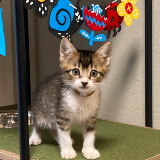 仲良し3兄妹★つるみ君★人馴れ抜群 