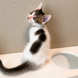 仲良し3兄妹★かどま君★人馴れ抜群 