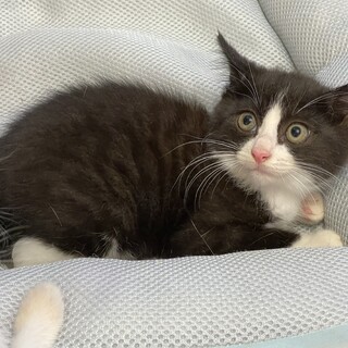  ★ころころ★はっち★ふくふく 