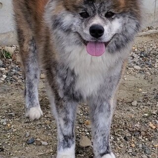秋田犬の虎毛の御嬢さん