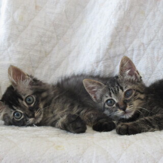 大きくなったふたごの里親さま募集