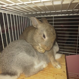 うさぎ、ネザーランド、みにうさぎ