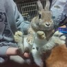 うさぎ、ネザーランド、みにうさぎ サムネイル3