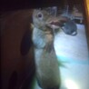 うさぎ、ネザーランド、みにうさぎ サムネイル5