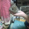 うさぎ、ネザーランド、みにうさぎ サムネイル6