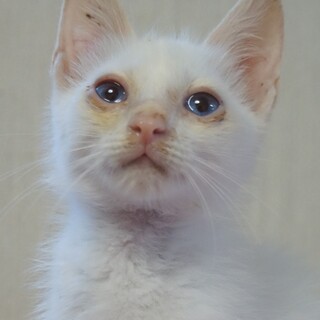 目の青い白猫の男の子