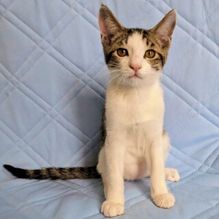 スリスリ甘えるの大好き♡【ふたば】