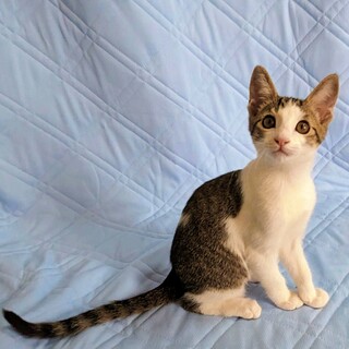 甘えん坊さん♡【よつば】