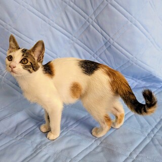 膝の上を占領して寝ちゃう可愛い女の子【なずな】