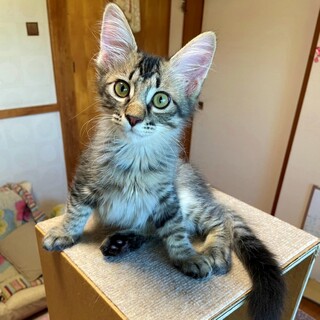 やんちゃBOYの元気っこさん【ミュウ太】