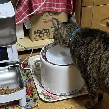 最新の給餌器と給水器、停電時にも乾電池やモバイルバッテリーて１週間は大丈夫♡