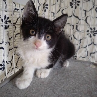 元気な黒白の男の子★２ヶ月【一時停止】